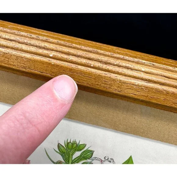 Vintage Botanical Art Print Pink Flower Wood Frame Anne Pratt 1855 Floral Matted - Picture 5 of 8